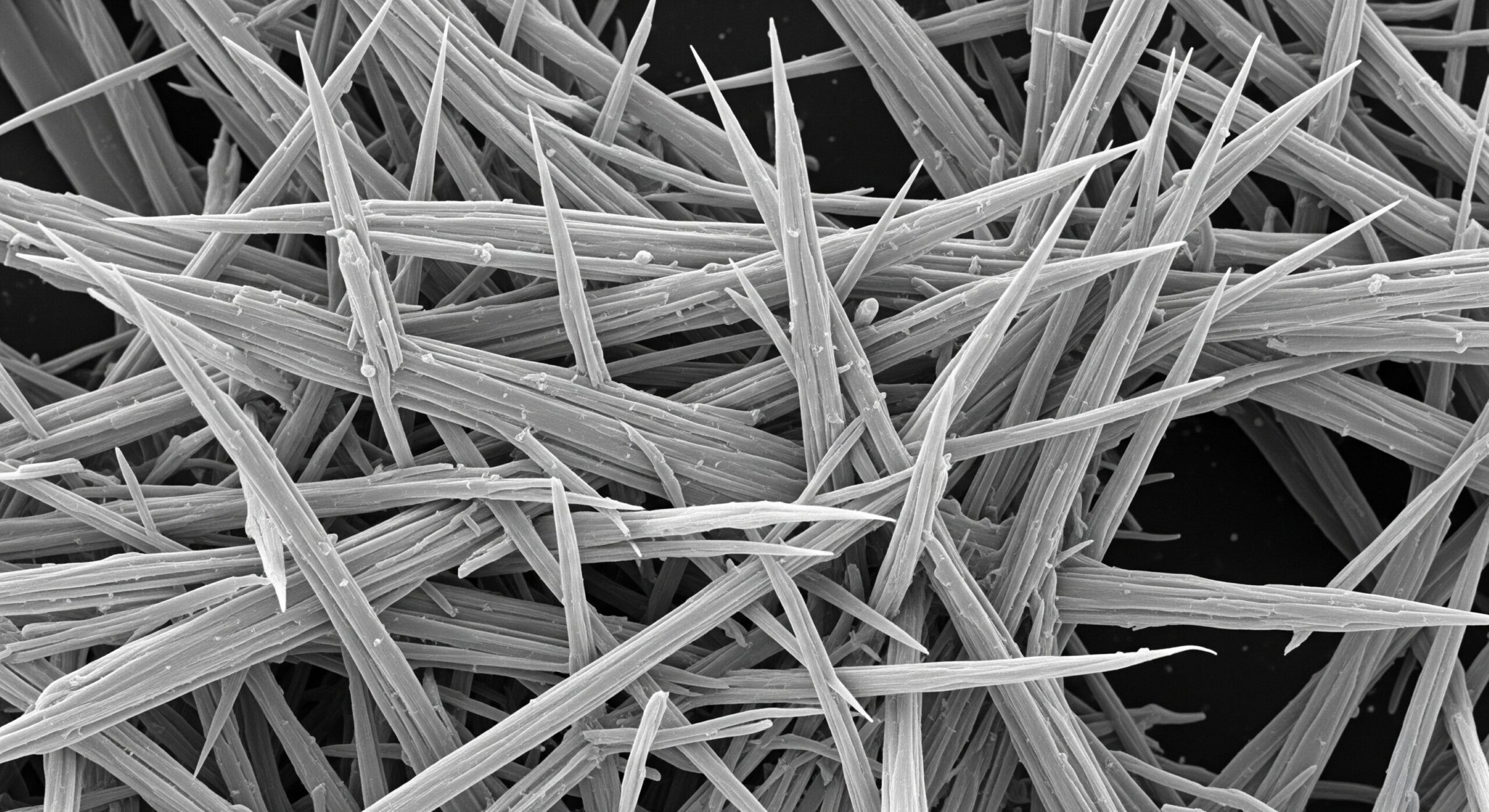 A microscopic view of sharp, needle-like asbestos fibers.
